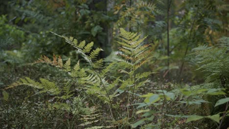 Leiser-Farn-Im-Garten-Bei-Leichtem-Nieselregen