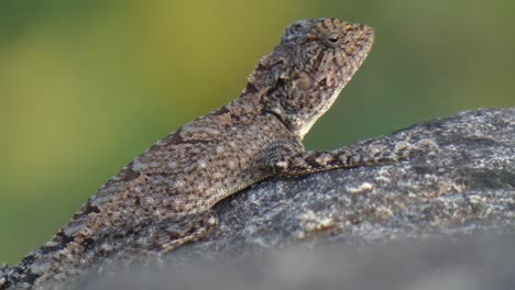 Lagarto-De-Jardín-Indio-Mp4-..