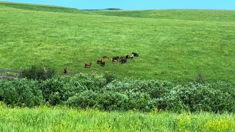 a serene pastoral scene of grazing cattle in a lush green meadow under a clear blue sky, capturing the tranquility of rural life and nature's beauty