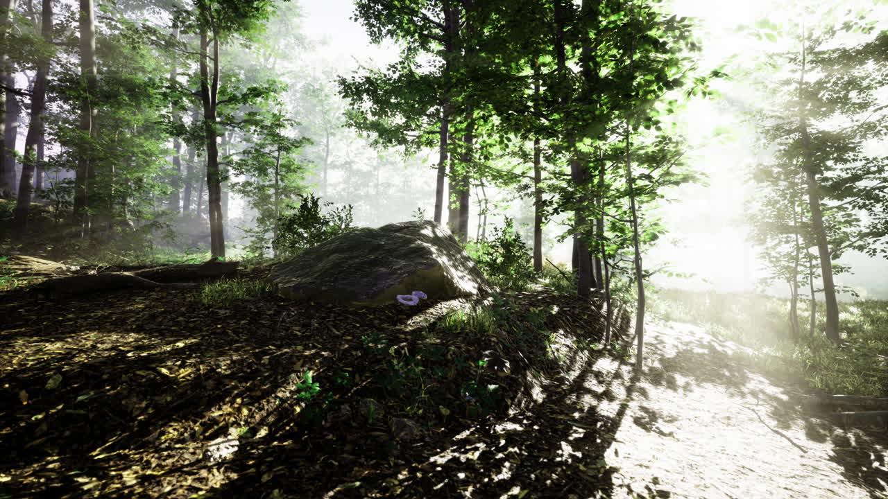 Sunlight brightens a serene forest path and stone