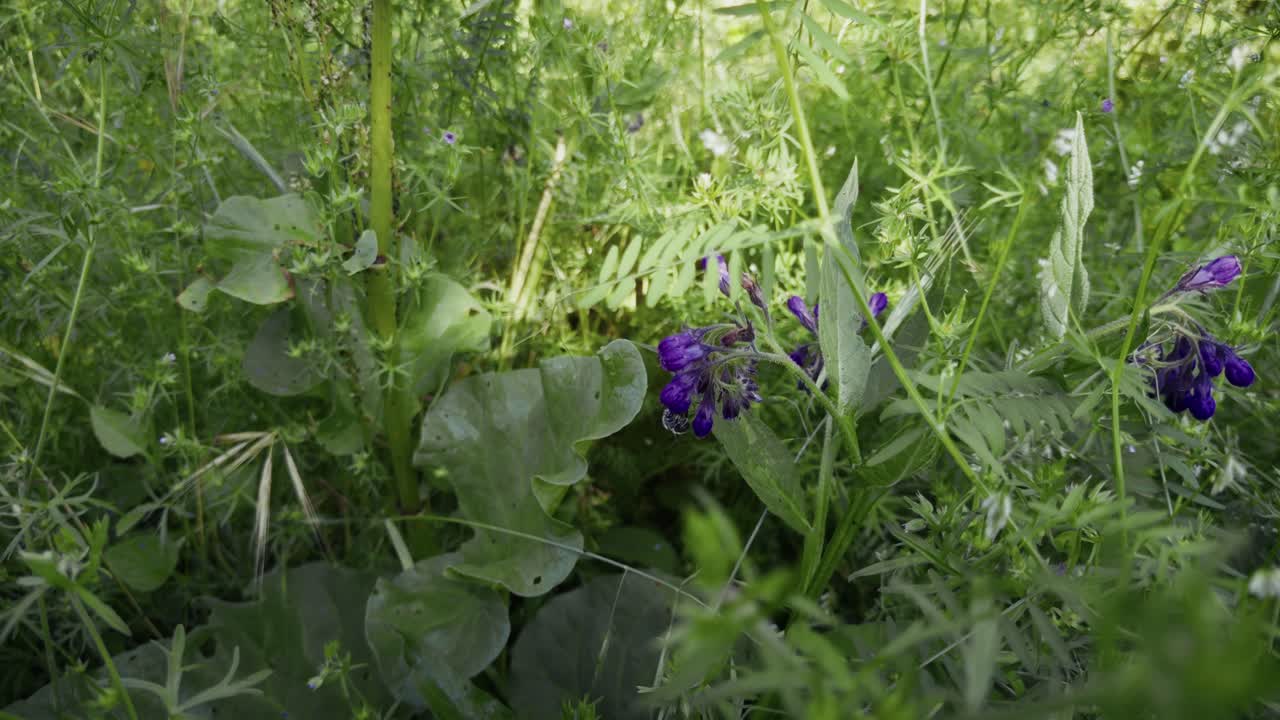A wild garden overflows with small purple flowers and a bumblebee.