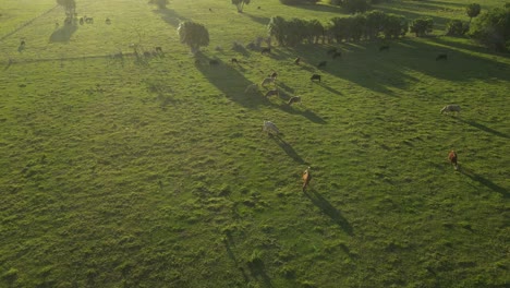 aerial view of domestic cattle herding in a green luscious pasture in florida