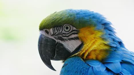 slow motion macro of multicolored ara ararauna parrot against bright sunlight