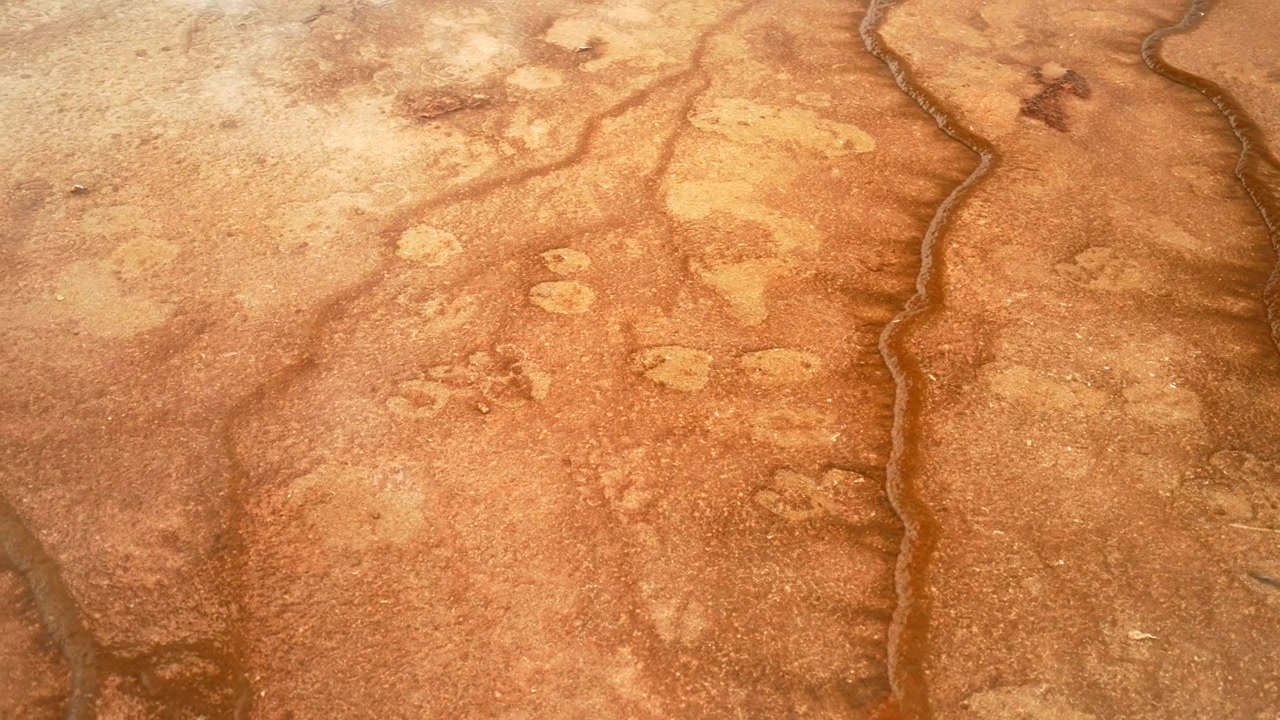 Primer plano de las terrazas minerales de aguas termales de Grand Prismatic Spring, Midway Boardwalk, sendero Fairy Falls, Mid Geyser Basin, Parque Nacional de Yellowstone, Wyoming, EE. UU. Paisaje natural en una mañana soleada, paneo a la izquierda