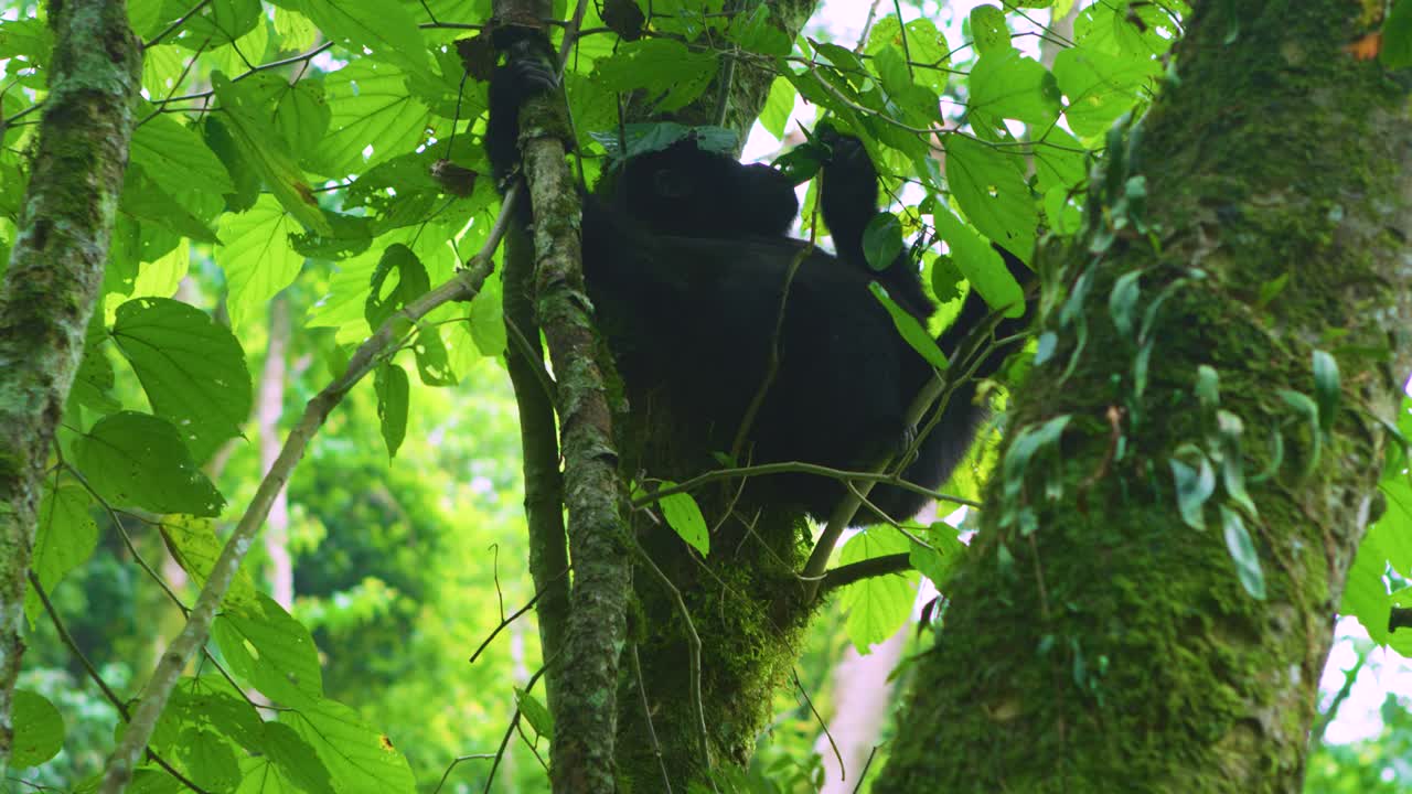 Giovane gorilla che mangia in alto tra i rami nel Parco Nazionale dei Vulcani del Ruanda.