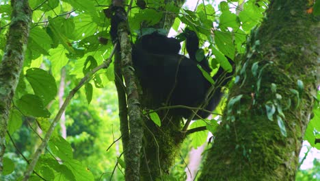 joven gorila comiendo en lo alto de las ramas en el parque nacional de los volcanes de ruanda