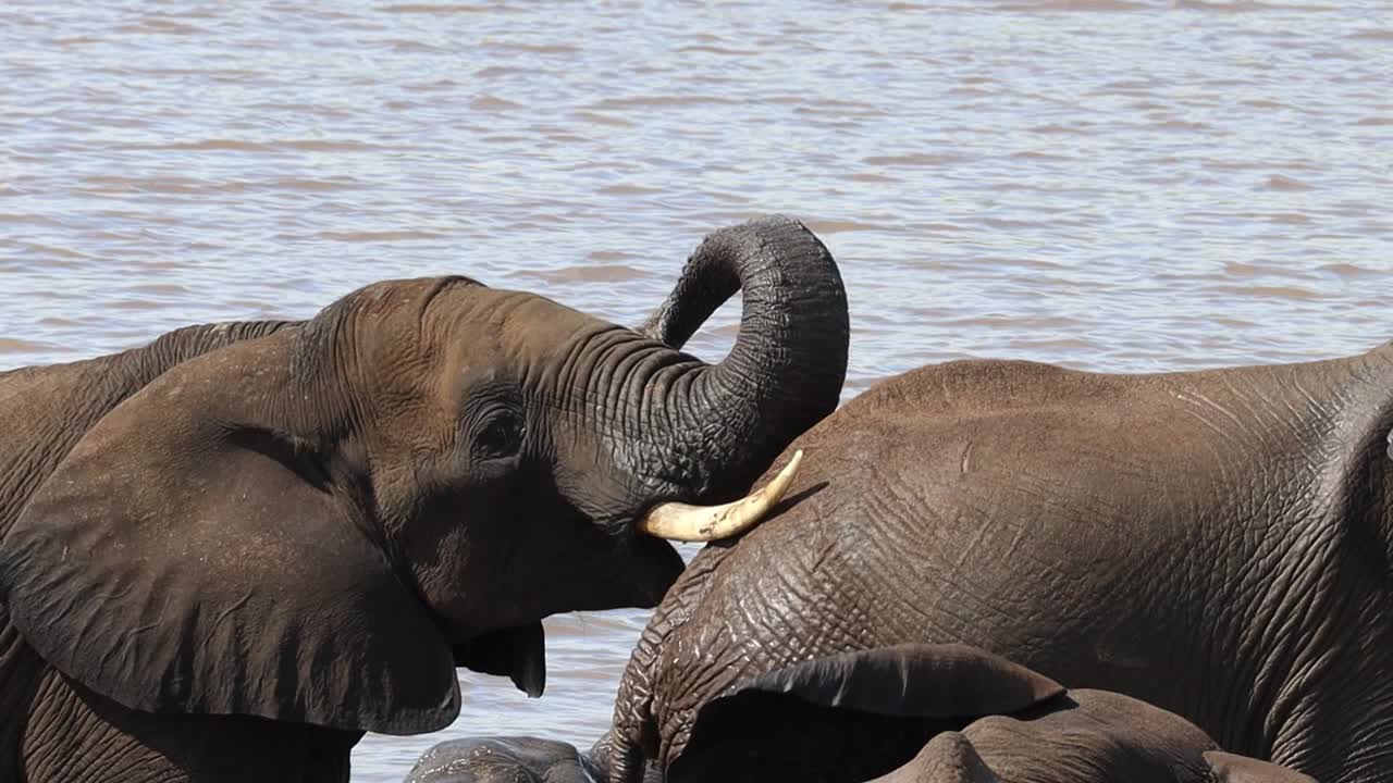 Medium closeup of an African Elephant lifting his trunk while resting his head on another elephant's backside, Kruger National Park