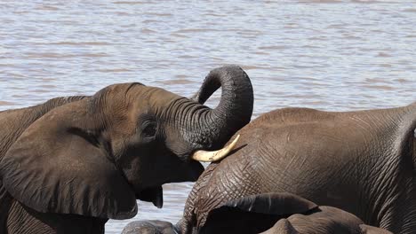 medium closeup of an african elephant lifting his trunk while resting his head on another elephant's backside, kruger national park