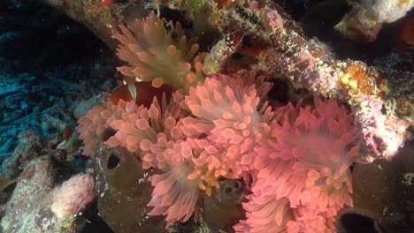 hermoso nemo rojo en coral de anémona rosa