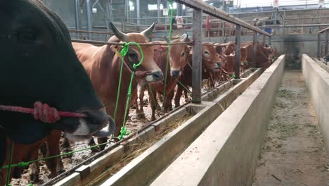 view of the cow farm interior