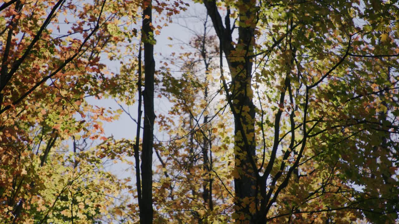 la cálida luz del sol de otoño alcanza su punto máximo a través de las hojas que cambian de color