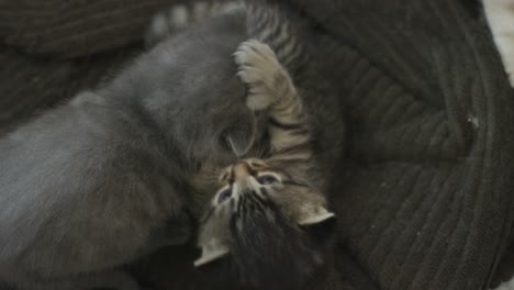 tabby and grey kittens play wrestling upside down and nibbling at each other