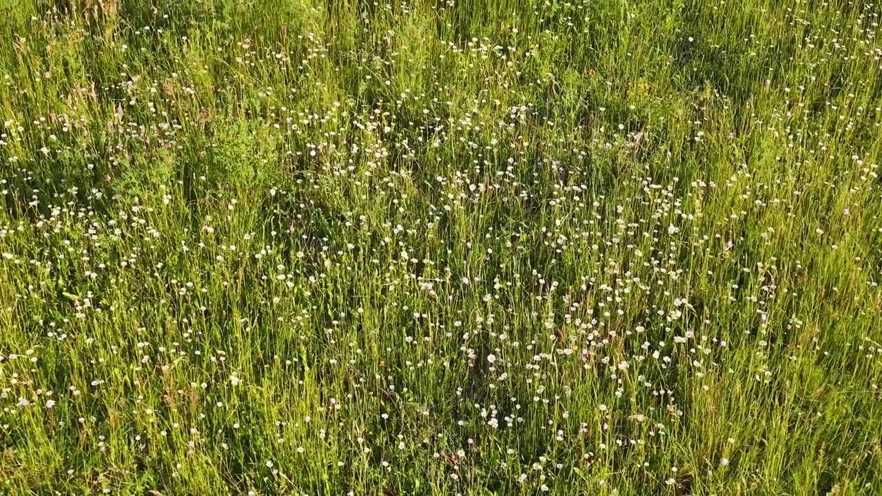 High angle drone shot of white oxeye daisies and wildflowers swaying in a lush field.