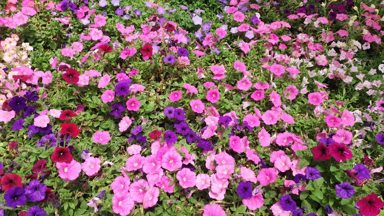 Las hermosas flores y parterres de césped de Cameron Highlands, Malasia