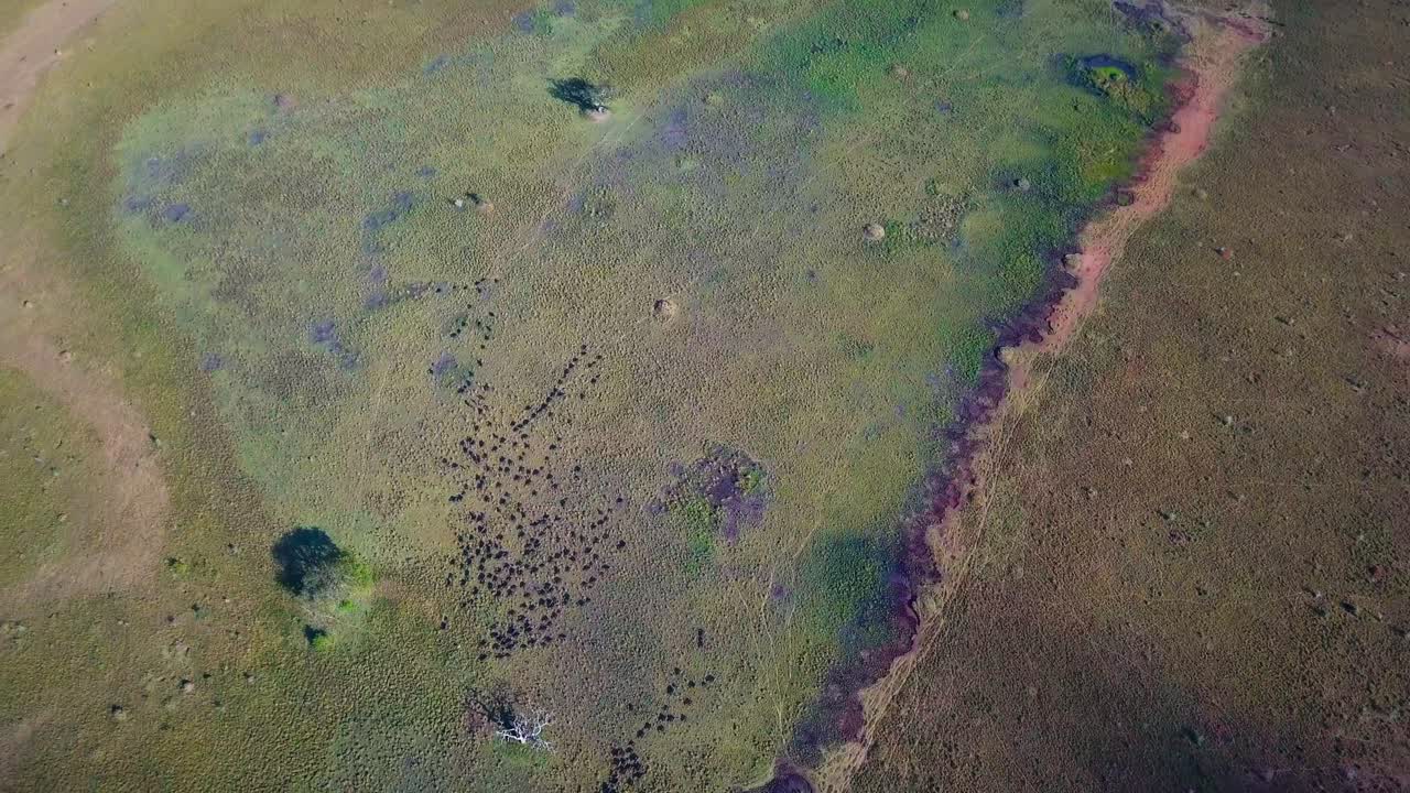 Aerial footage showing a herd of african buffalo bovines migrating across the Ugandan landscape in search of water, displaying mix of grasslands and sparse vegetation, top down spin descend drone shot