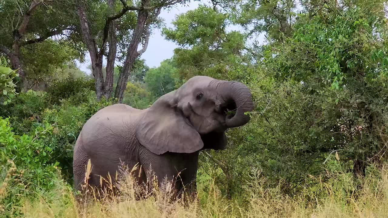 un joven elefante africano que se alimenta solo en los arbustos en el parque nacional kruger, sudáfrica