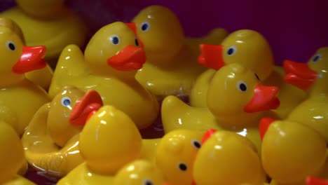 Cute-yellow-rubber-ducks-floating-on-the-water,-close-up-shot