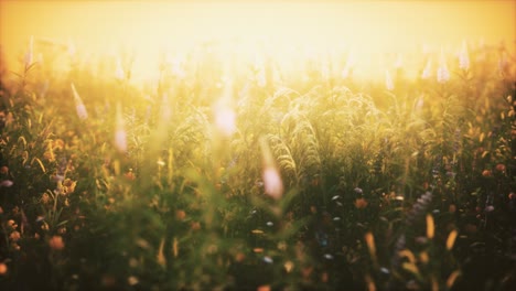 wild field flowers at summer sunset