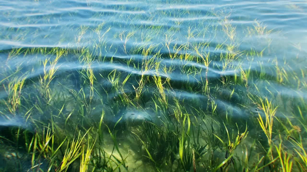 Seaweed slowly waves in clean ocean ripples
