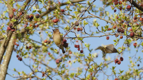 lovely pair of cedar waxwing, bombycilla cedrorum spotted in wild nature, perching on a fruitful tree, feeding on delicious berries, spread its wings and fly away