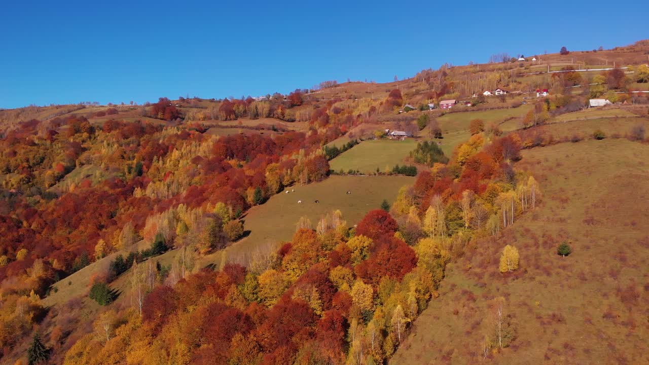 vista aérea de una colina de tierras de cultivo con árboles de colores de otoño en un día soleado