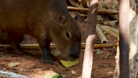 capybara eating