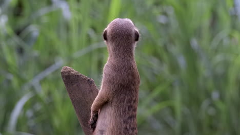 single meerkat on a lookout for predators