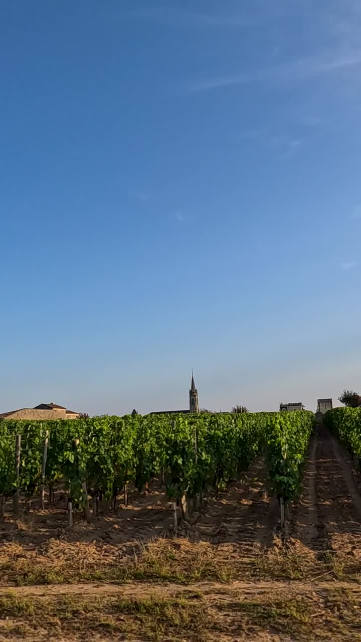 Vista panoramica di vigneti con cielo azzurro limpido