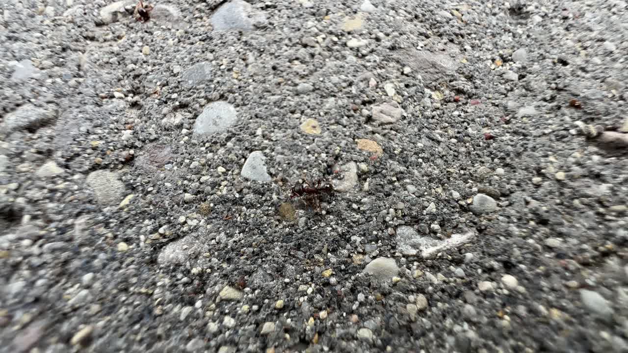 Macro poisoned ant from pesticide outside struggling, twitching and dying slowly