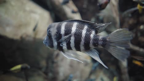 a zebra striped tropical fish lazily swimming around a crystal clear aquarium