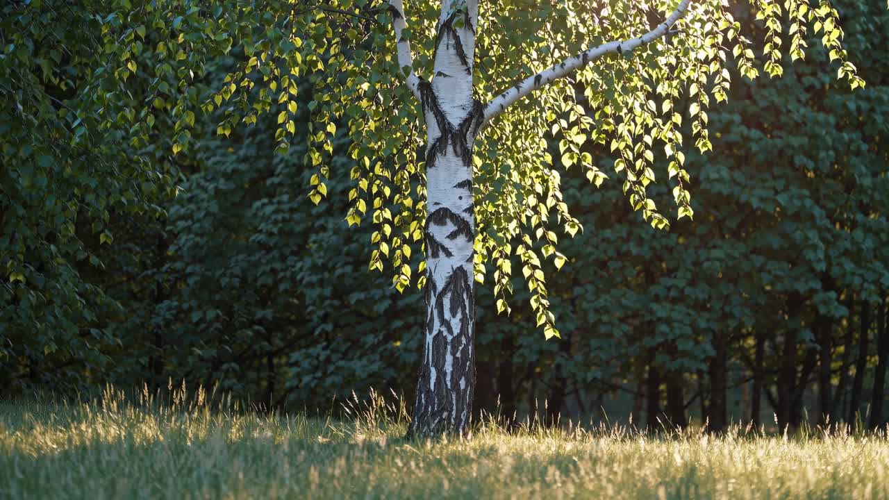 Inquadratura video dal basso di una betulla illuminata dal sole con foglie brillanti, su sfondo di una foresta scura