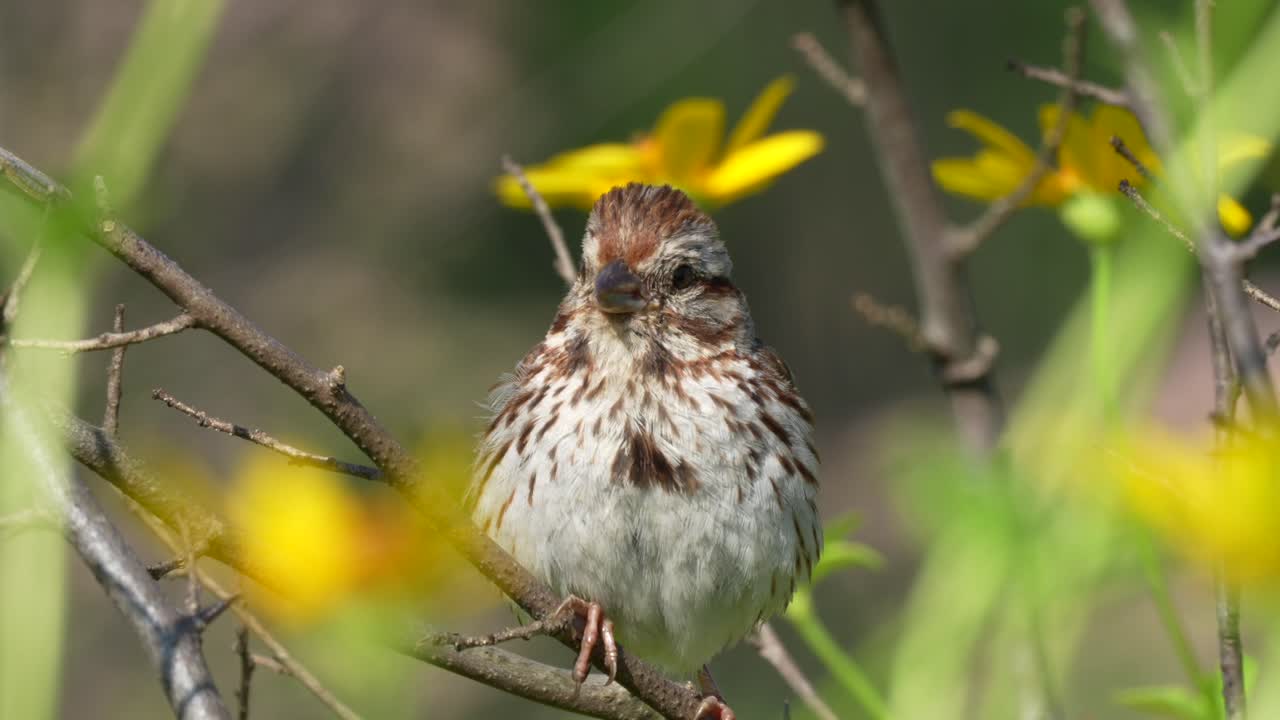 un gorrión cantando sentado en un árbol y disfrutando del brillante sol de verano