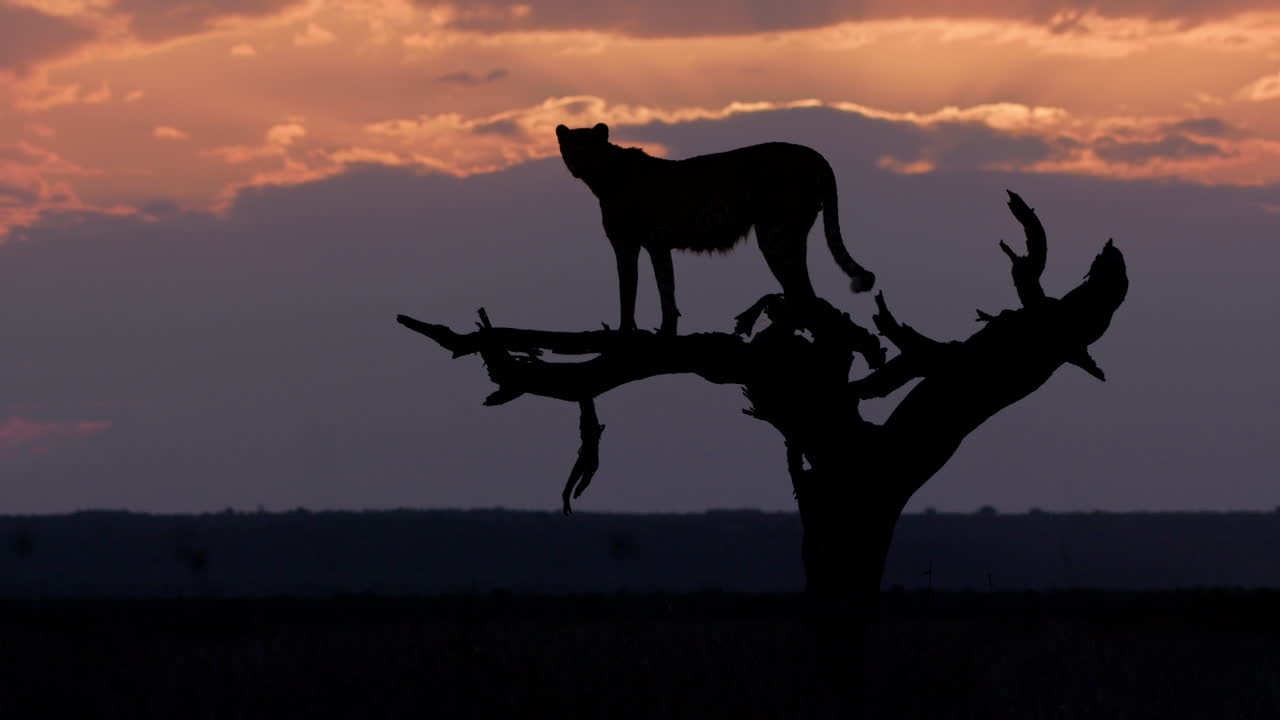 Extreme wide silhouette shot of a cheetah surveying from a tree top