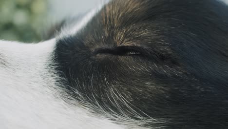 close up shot of the left eye of an black-tri australian shepherd dog on a sunny day