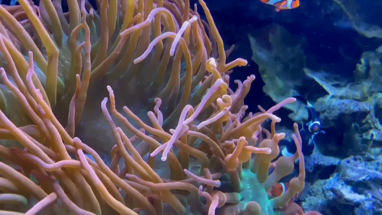 acuario de peces tropicales con pez payaso