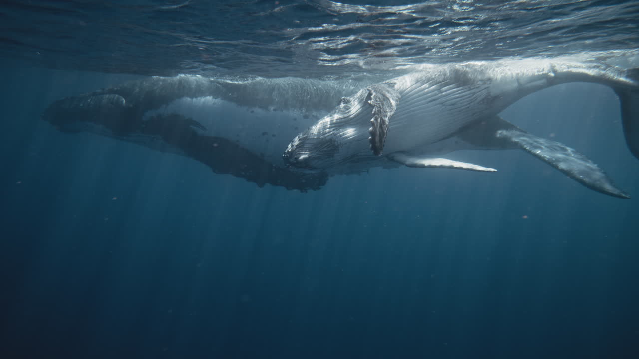 Humpback Whales Underwater