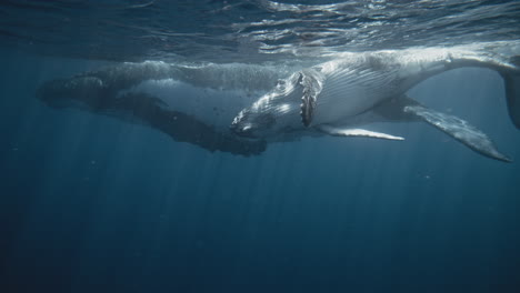 humpback whales underwater