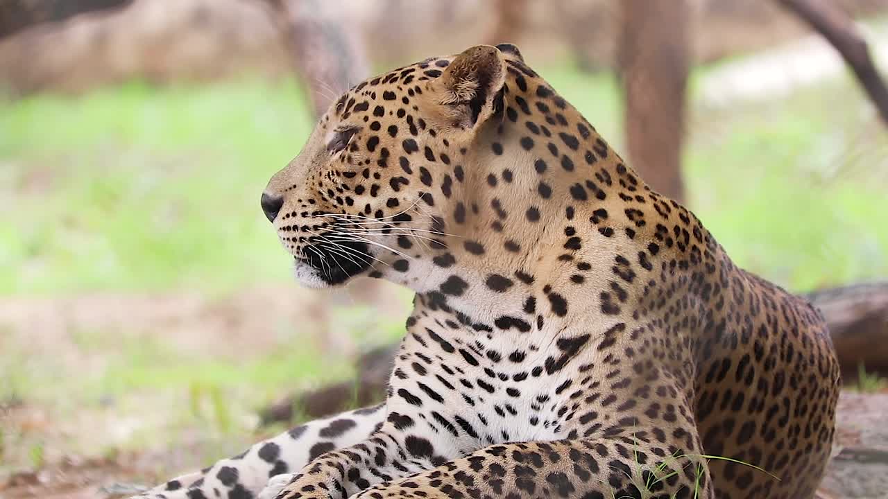 cerrar video de leopardo indio sentado en el entorno salvaje
