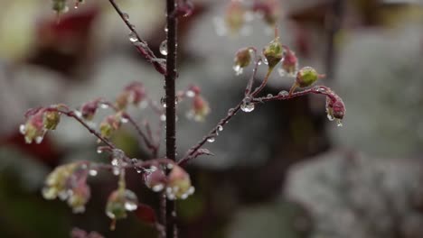 water drops on wild, small flowers stalk, close up