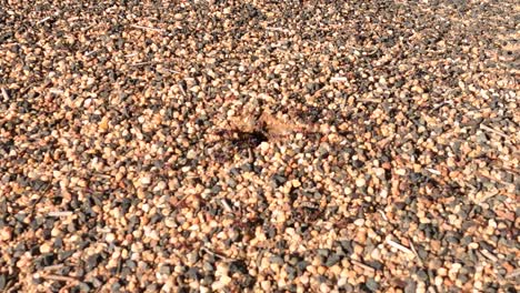 crab blends into pebbles, showcasing natural camouflage