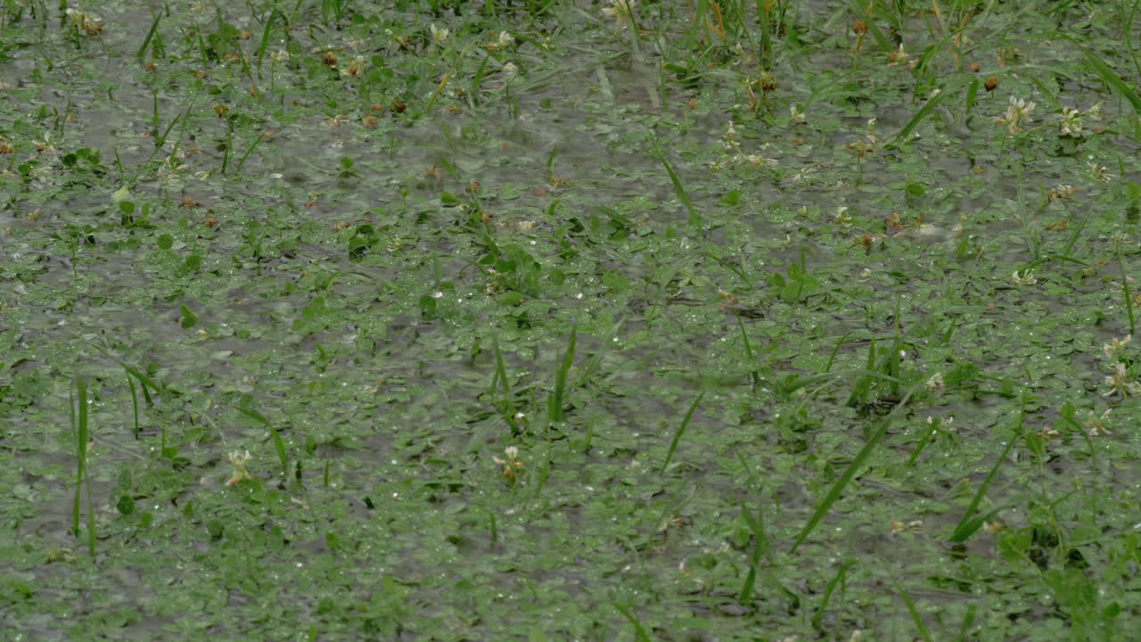 초록색 클로버 잔디에 방울과 웅이