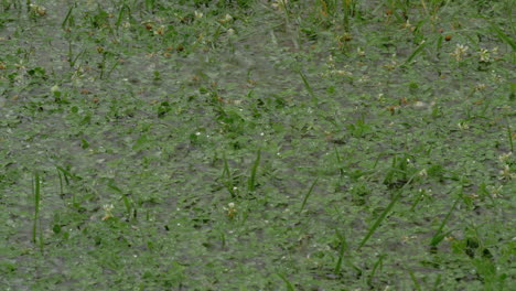 Llovizna-Y-Charco-En-El-Césped-De-Trébol-Verde