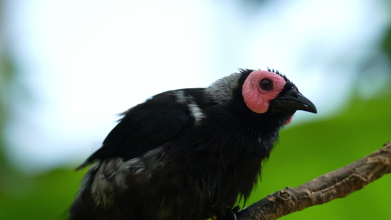 Un Coleto (Sarcops calvus) si posa su un ramo d'albero, arruffando le piume e lisciandosi con il becco, ripresa ravvicinata.