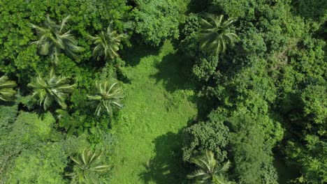 vista aérea de una especie de jungla o bosque verde profundo