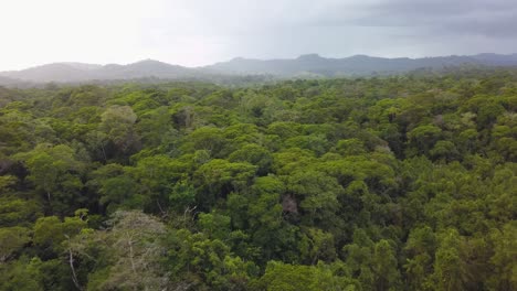 toma aérea de drones: volando sobre una jungla en costa rica, mirando la exuberante vegetación debajo
