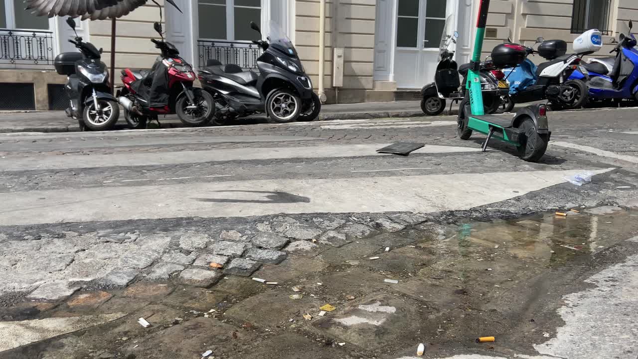 물 웅덩이에 비둘기 두 마리