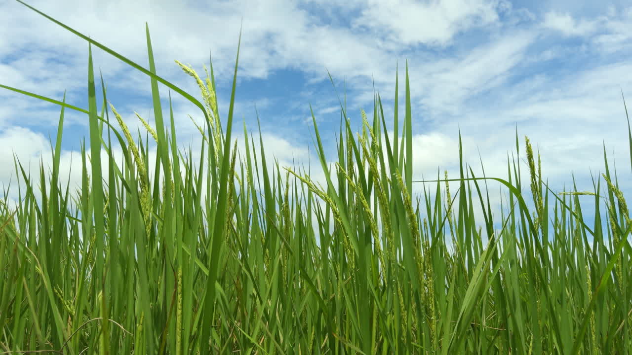 Piante di riso che ondeggiano dolcemente al vento in una risaia verde in Thailandia sotto un cielo azzurro. Paesaggio agricolo tropicale nel Sud-est asiatico