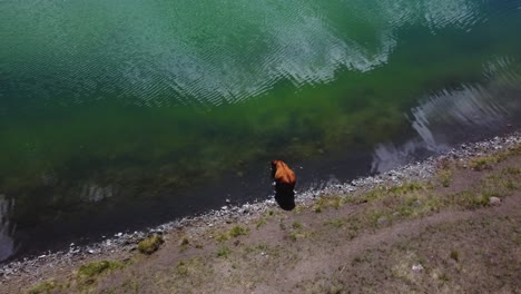 Freilaufende-Rinderkuh,-Die-Frei-Am-See-Weidet,-Weide,-Trinkwasser-|-Vogelperspektive,-Grasgefütterte-Rinderlandwirtschaft,-Viehzucht,-Viehzucht-|-Migration,-Freies-Roaming,-Ethische-Landwirtschaft-|-1-Von-12