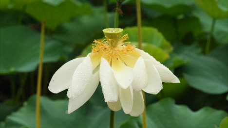 beautiful white lotus flower in rain with green lotus leaves background, 4k footage, zoom in effect.