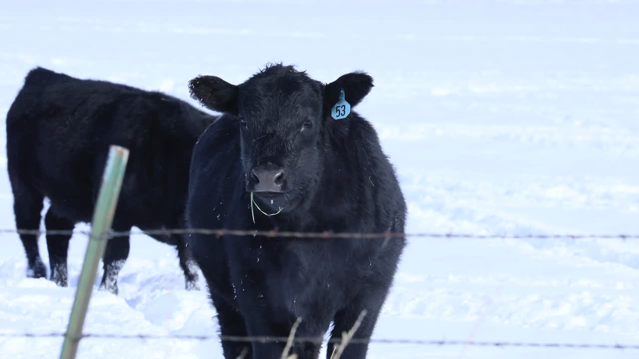 vaca exhalando aire en heladas temperaturas nevadas en montana 4k
